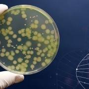 Microbiota intestinale e probiotici (parte 1)