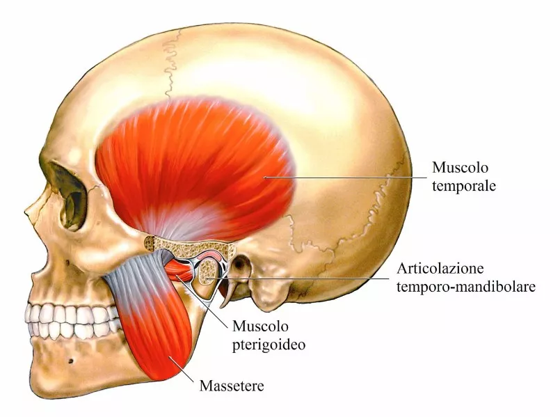 articolazione-temporo-mandibolare