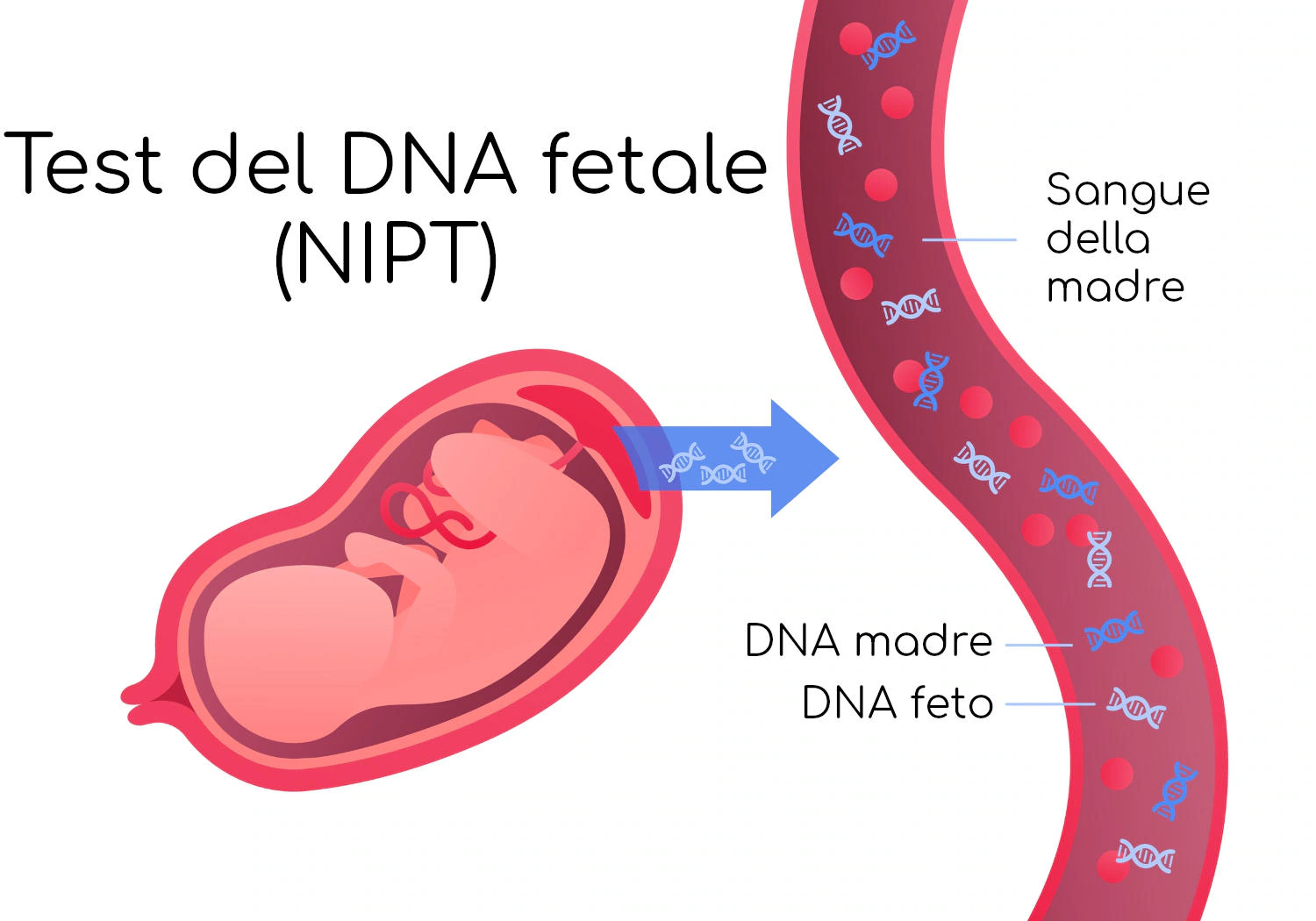 test-dna-fetale