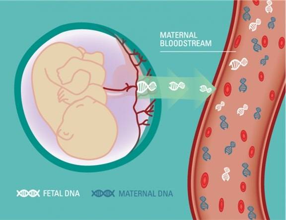 dna-fetale